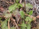 : - Geum triflorum var. triflorum