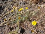 : - Thymophylla tenuiloba