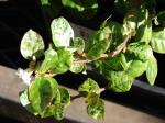 : - Trachelospermum asiaticum