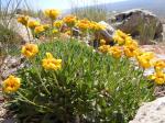 : - Stenotus acaulis