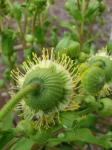 : - Wilkesia gymnoxiphium