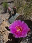 : - Opuntia basilaris