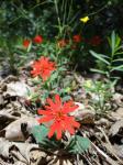 : - Silene laciniata subsp. californica