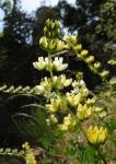 :-Lupinus microcarpus