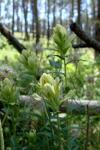 : - Castilleja septentrionalis