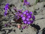 : - Abronia pogonantha