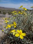 : - Psilostrophe cooperi