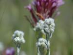 : - Micropus californicus var. californicus