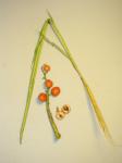 : - Alpinia mutica