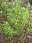 : - Achyranthes mutica