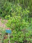 : - Brunfelsia latifolia