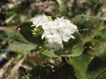 : - Dombeya rotundifolia