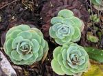 Echeveria - Echeveria secunda