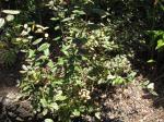 Dornige Ölweide - Elaeagnus pungens