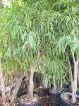 :-Ficus maclellandii