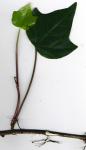 : - Hedera algeriensis