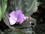 : - Kaempferia ovalifolia
