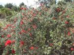 : - Kunzea baxteri