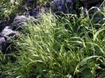 : - Panicum xerophilum