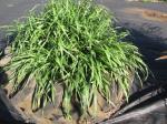 : - Paspalum atratum