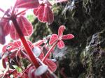 : - Peperomia mauiensis