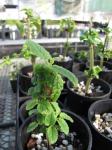 : - Phyllostegia pilosa