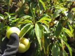 Pflaume - Prunus domestica