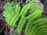 : - Sadleria squarrosa