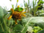 Yacón - Smallanthus sonchifolius