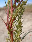 Feld-Beifuß - Artemisia campestris