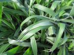 Palisadengras - Brachiaria brizantha
