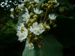 : - Kydia calycina