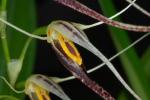 :-Pleurothallis glossopogon