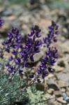 : - Lupinus albifrons var. collinus