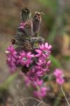 : - Silene scouleri