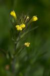 : - Castilleja tenuis
