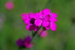 : - Dianthus viscidus