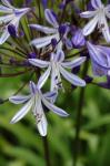 : - Agapanthus praecox subsp. minimus