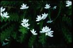 : - Angraecum distichum