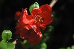 Chinesische Quitte - Chaenomeles speciosa