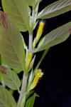 : - Columnea orientandina
