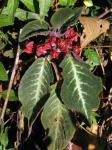 : - Corytoplectus cutucuensis