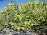 : - Astragalus lentiginosus var. salinus