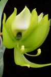 : - Cycnoches chlorochilon