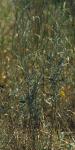Spreizende Melde - Atriplex patula