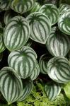 : - Peperomia argyreia