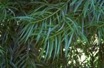 : - Podocarpus henkelii