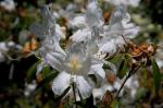 :-Rhododendron ciliicalyx