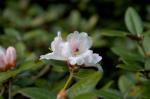 : - Rhododendron tsariense