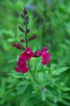 Herbst-Salbei - Salvia greggii